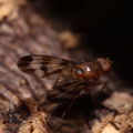 Drosophila prolaticilia Olaa 6117