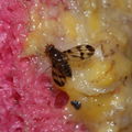 Drosophila prolaticilia Stainback 0461