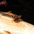 Drosophila pullipes Army Road 0695