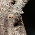 Drosophila pullipes Army Road 6234.jpg