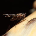 Drosophila pullipes Army Road 6341.jpg