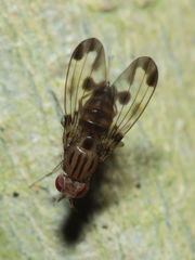 Drosophila punalua Hapapa 4397