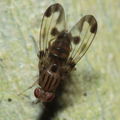 Drosophila punalua Hapapa 4397