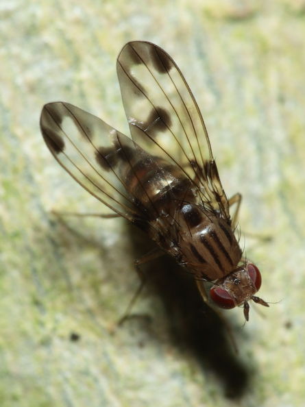 Drosophila punalua Hapapa 4398.jpg