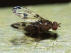 Drosophila punalua Hapapa 4401