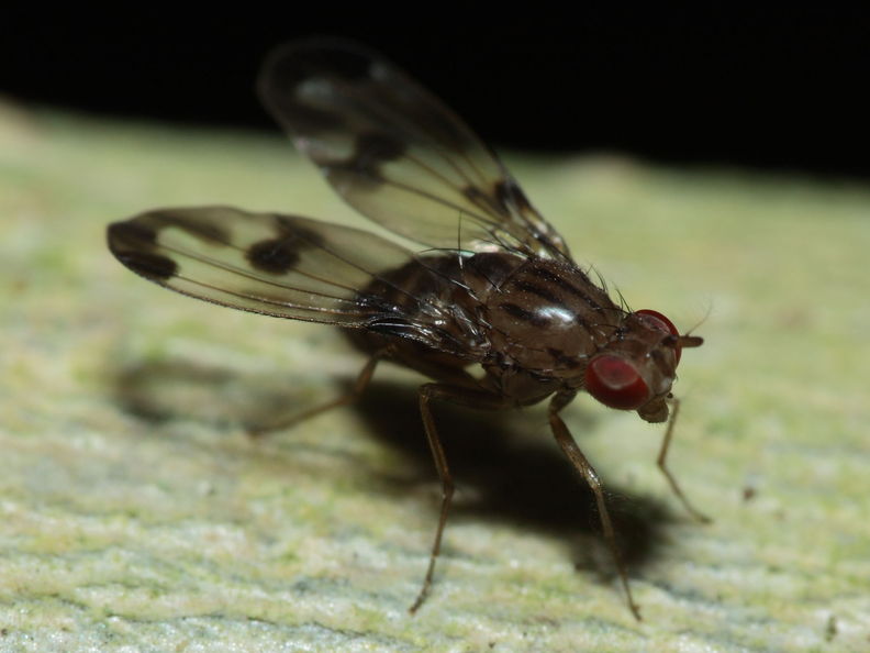 Drosophila punalua Hapapa 4403.jpg