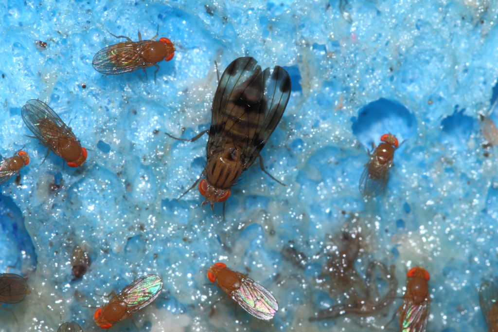 Drosophila punalua Nuuanu 0610