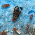 Drosophila punalua Nuuanu 0610