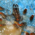 Drosophila punalua Nuuanu 0612