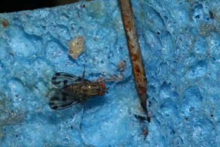 Drosophila punalua Nuuanu 0613
