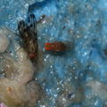 Drosophila punalua Nuuanu 0616
