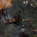 Drosophila punalua Nuuanu 0631