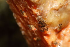 Drosophila punalua Palikea 1722