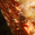 Drosophila punalua Palikea 1722