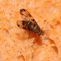 Drosophila punalua Palikea 1922