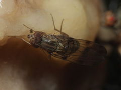 Drosophila reynoldsiae Manuwai 1029