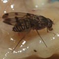 Drosophila reynoldsiae Manuwai 1030
