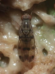 Drosophila reynoldsiae Manuwai 1116