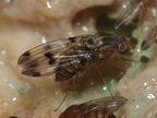 Drosophila reynoldsiae Manuwai 1119
