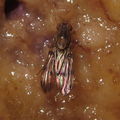 Drosophila reynoldsiae Manuwai 3868.jpg