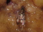 Drosophila reynoldsiae Manuwai 3868