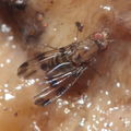 Drosophila sejuncta Kuia 1765.jpg