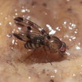 Drosophila sejuncta Kuia 1769