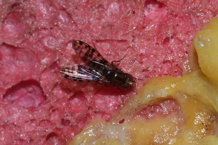Drosophila setosimentum Stainback 0422