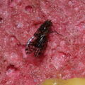 Drosophila setosimentum Stainback 0426