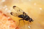 Drosophila silvestris Kahuku 5956