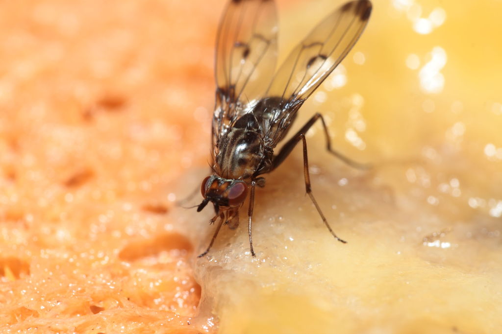 Drosophila silvestris Kahuku 5962
