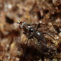 Drosophila silvestris Kahuku 5963
