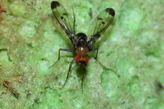 Drosophila silvestris Kilohana 0687