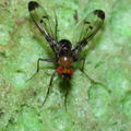 Drosophila silvestris Kilohana 0687.jpg