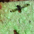 Drosophila silvestris Kilohana 0688.jpg