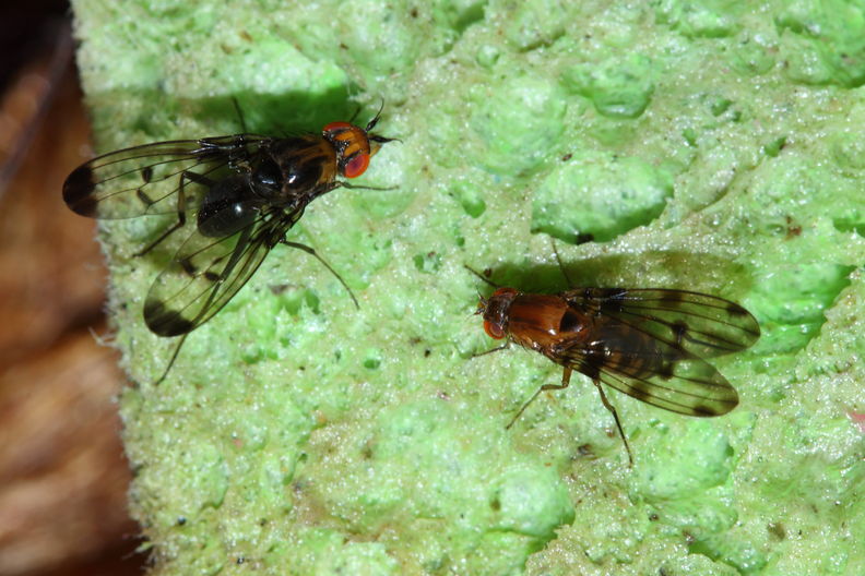Drosophila silvestris Kilohana 0689.jpg