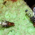 Drosophila silvestris Kilohana 0690