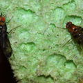 Drosophila silvestris Kilohana 0691.jpg