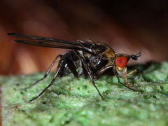 Drosophila silvestris Kilohana 0696