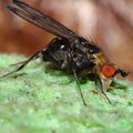 Drosophila silvestris Kilohana 0702
