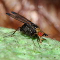 Drosophila silvestris Kilohana 0703