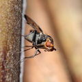Drosophila silvestris Kilohana 3027