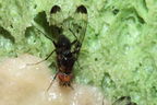 Drosophila silvestris Kilohana 5150