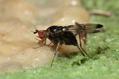 Drosophila silvestris Kilohana 5154