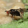 Drosophila silvestris Kilohana 5154