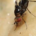 Drosophila silvestris Kilohana 5158.jpg