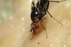 Drosophila silvestris Kilohana 5158