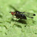 Drosophila silvestris Kilohana 5170