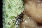 Drosophila silvestris Kukuiopae 3446