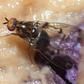 Drosophila silvestris Kukuiopae 7870